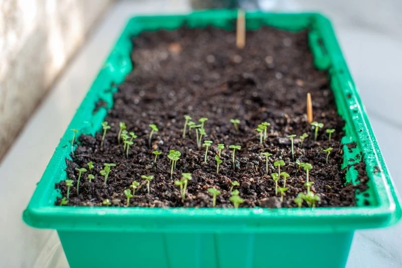 Siewki warzyw do wzrostu potrzebują dużo światła