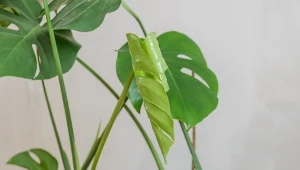 Jak często przesadzać rośliny doniczkowe? Monstery najlepiej co roku.