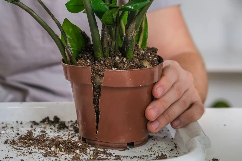 Zamiokulkas rośnie wolno, dlatego można go przesadzać co 2-3 lata