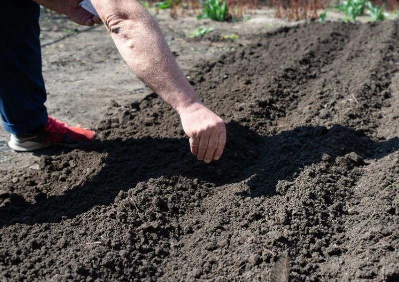 Zanim posiejesz nasiona otocz je zaprawą, by lepiej kiełkowały.