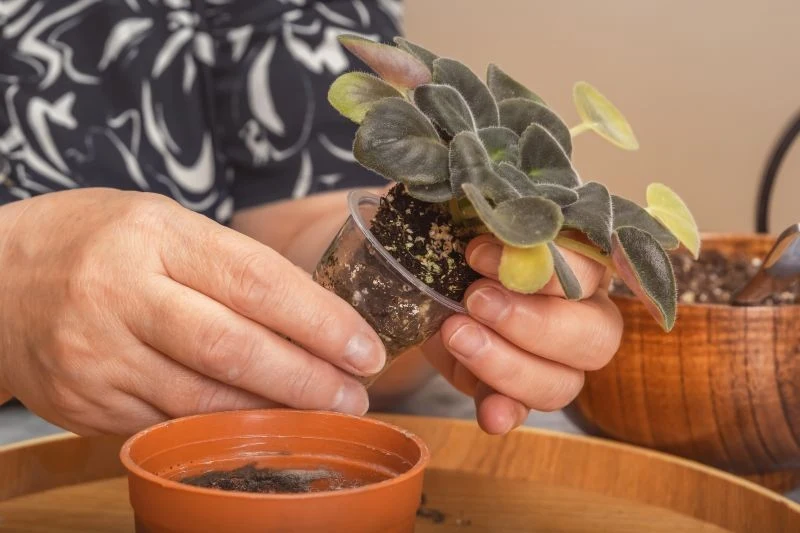 Jeśli korzenie rośliny doniczkowej gniją, trzeba je usunąć, zanim ja przesadzimy