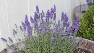 Wiosna miała być momentem triumfu, a jest rozczarowanie? U lawendy to częsta historia