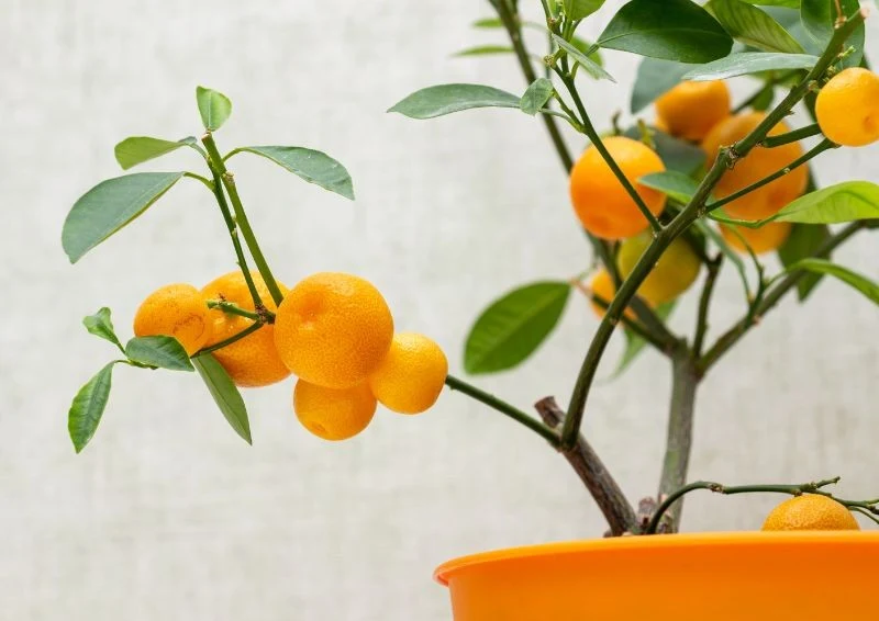 Odpowiednia pielęgnacja i naturalne środki sprawią, że wyhodujesz jadalne owoce.