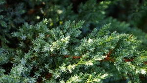 Ten gatunek jałowca doskonale dopełni twój ogród.