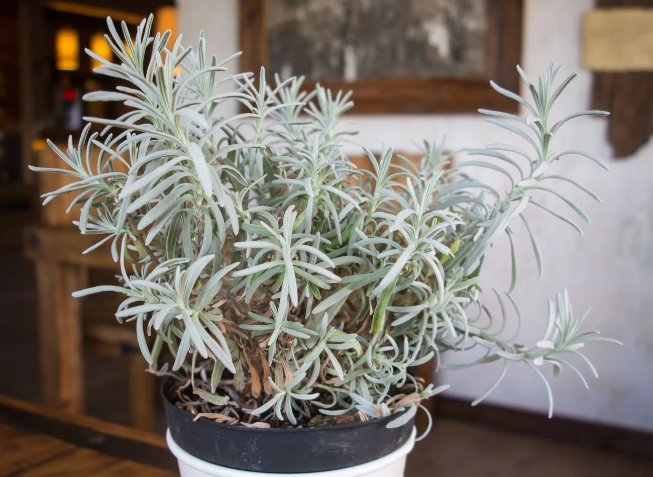 W przypadku lawendy można ścinać tylko zielone, niezdrewniałe pędy