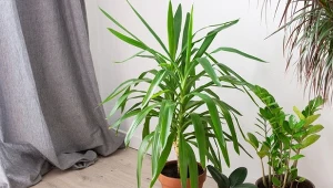 Jak uprawiać jukę gwatemalską?