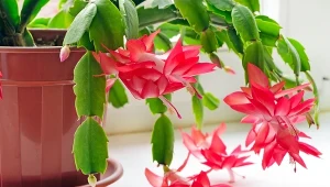 Jak sprawić, by grudnik zakwitł też wiosną? Fot. Nadezhda_Nesterova/Canva Pro