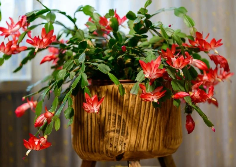 Grudnik może kwitnąć dwa razy — zimą oraz wczesną wiosną.