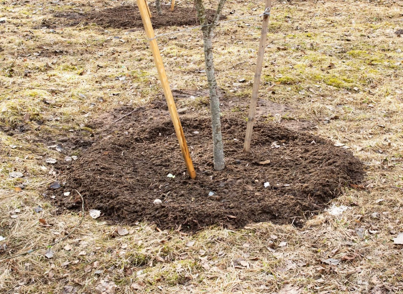 Zdrowa kora powinna być jędrna i pokrywać cały pień