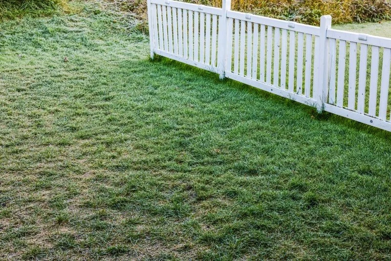 Luty to dobry czas na wapnowanie trawnika