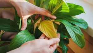 Wciornastki to podstępne szkodniki, które mogą atakować m.in. skrzydłokwiaty.