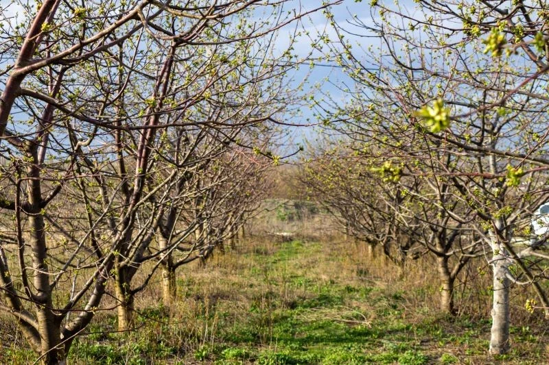 Stosując miedzian, trzeba przestrzegać zaleceń producenta konkretnego preparatu