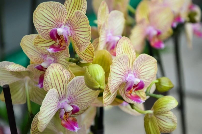 Uprawiając storczyki, trzeba uważać na niebezpieczne dla nich przenawożenie