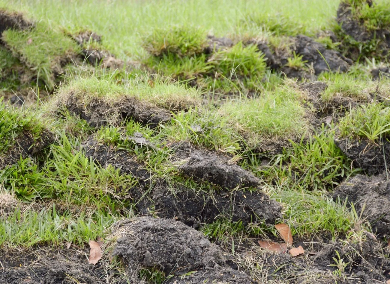 Dziki buchtują ziemię w poszukiwaniu pożywienia, np