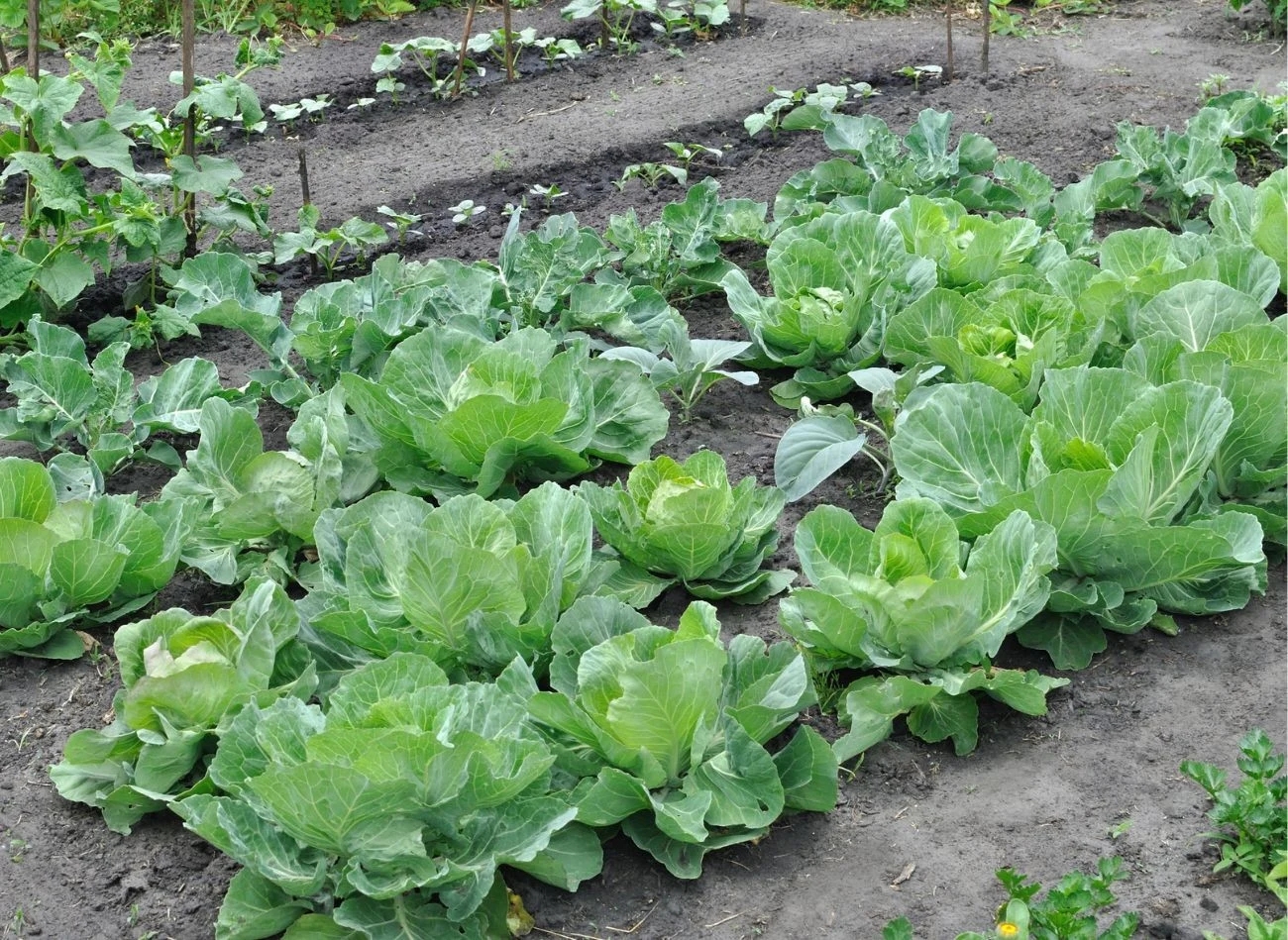 Kapustę najczęściej uprawia się z rozsady, jednak późne odmiany mogą być siane bezpośrednio do gruntu