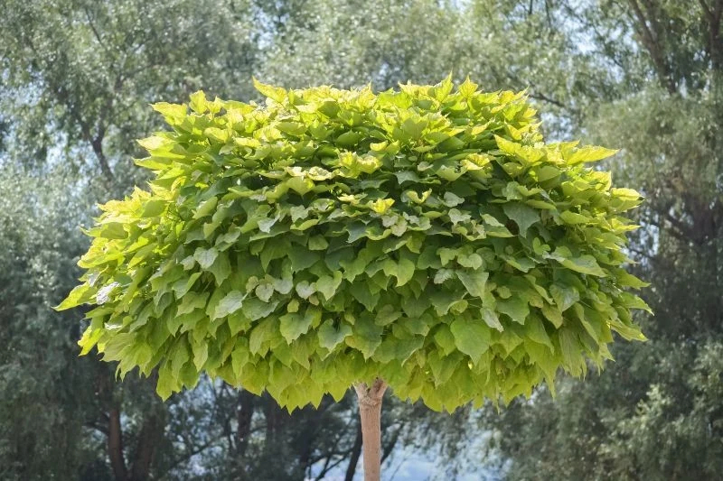 Surmia bignoniowa, czyli katalpa, szybko da cień w ogrodzie