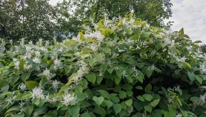 Rdestowiec japoński znajduje się na liście IGO. Silne korzenie podnoszą chodniki i niszczą fundamenty.