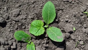 Jakie miejsce dla ogórków wybrać w tym sezonie?