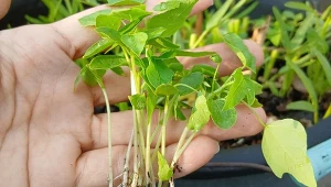 Jak wyhodować papaję z pestek?