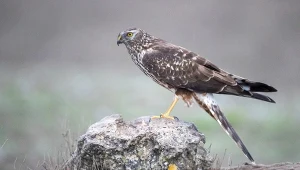 Błotniak zbożowy to jeden z najrzadszych ptaków lęgowych