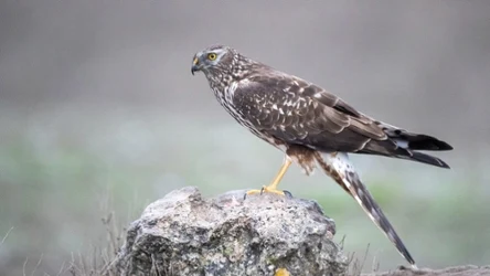 Błotniak zbożowy to jeden z najrzadszych ptaków lęgowych