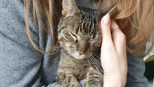 Badania wskazują, że żałoba po stracie ukochanego zwierzęcia może być nawet trudniejsza niż po śmierci członka rodziny