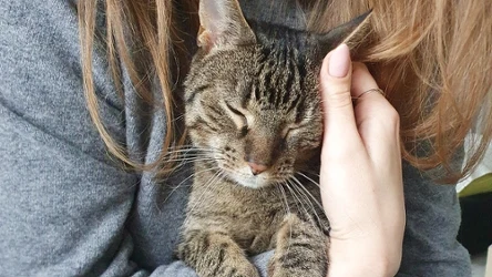 Badania wskazują, że żałoba po stracie ukochanego zwierzęcia może być nawet trudniejsza niż po śmierci członka rodziny