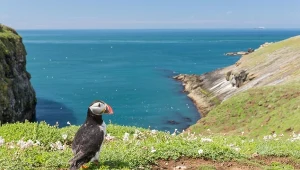 Zapłacą za mieszkanie na tej wyspie. Jest jednak warunek