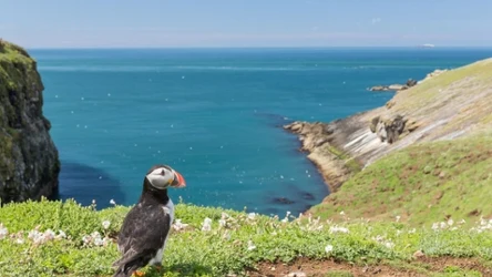 Możesz spędzić na pięknej wyspie Skomer kilka miesięcy za darmo. Warunek jest jeden