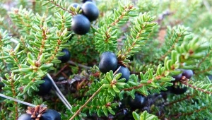 To nie borówki ani jagody. Gatunek skrajnie rzadki w Polsce i Europie