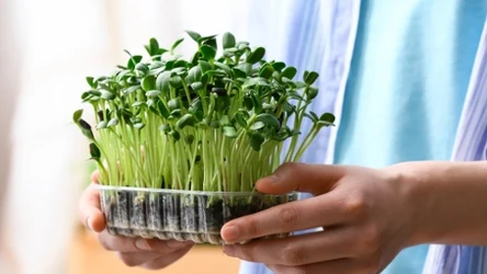 Mikrolistki w naczyniu z plastiku, ktoś trzyma je w rękach