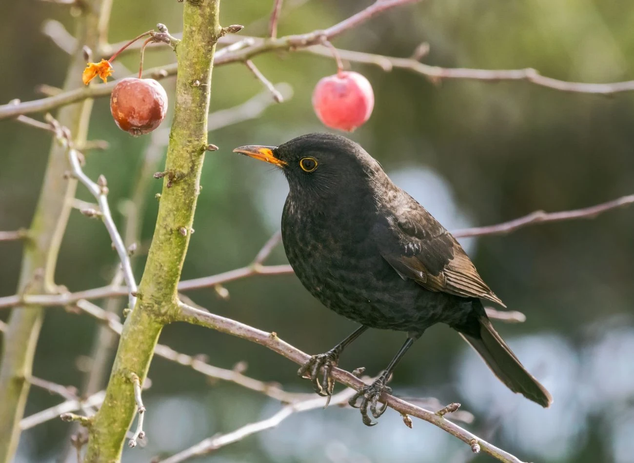Zimą kosy chętnie zjadają owoce pozostające na drzewach, a także te wykładane w karmnikach