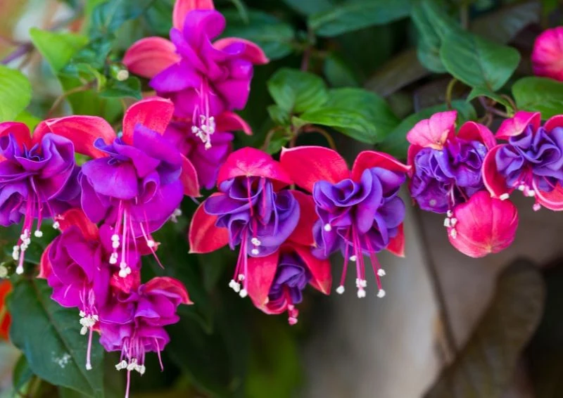 Odpowiednia pielęgnacja fuksji sprawi, że wytworzy ona swoje zachwycające kwiaty.