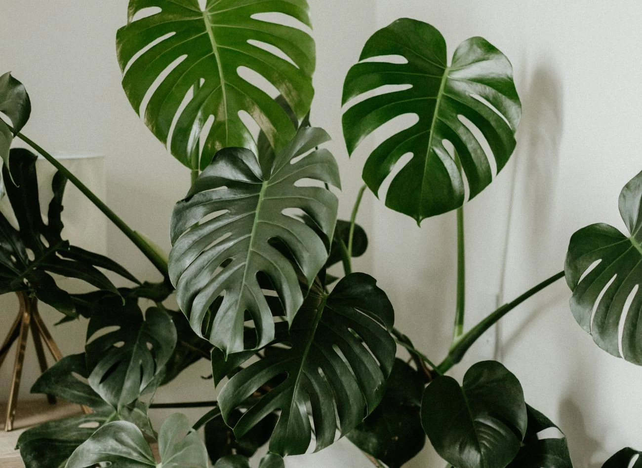 Najczęstszą przyczyną małych liści i wydłużonych pędów u monstery jest zbyt mała ilość światła