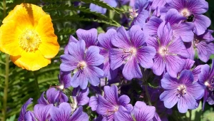 Bodziszek wspaniały pomoże przegonić ślimaki z ogrodu.