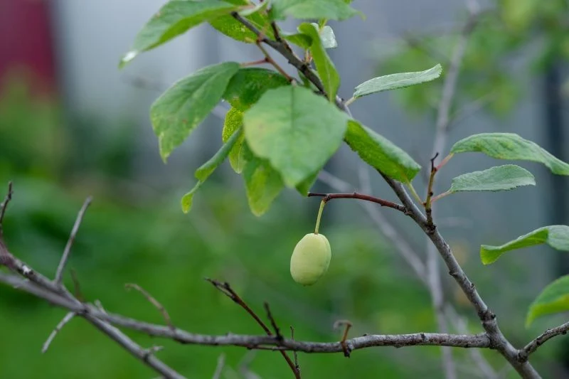 Torbiel śliwy atakuje owoce, które się deformują i stają się niezdatne do spożycia