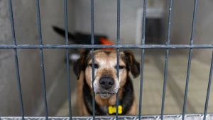 Pies w schronisku; zdj. ilustracyjne 