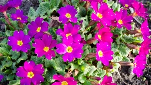 Pierwiosnki zwiastują wiosnę w ogrodzie. 