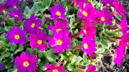 Pierwiosnki zwiastują wiosnę w ogrodzie. 