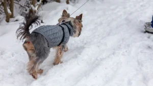 W zamkniętej pseudohodowli było 99 psów, w tym m.in. yorki (zdj. ilustracyjne)