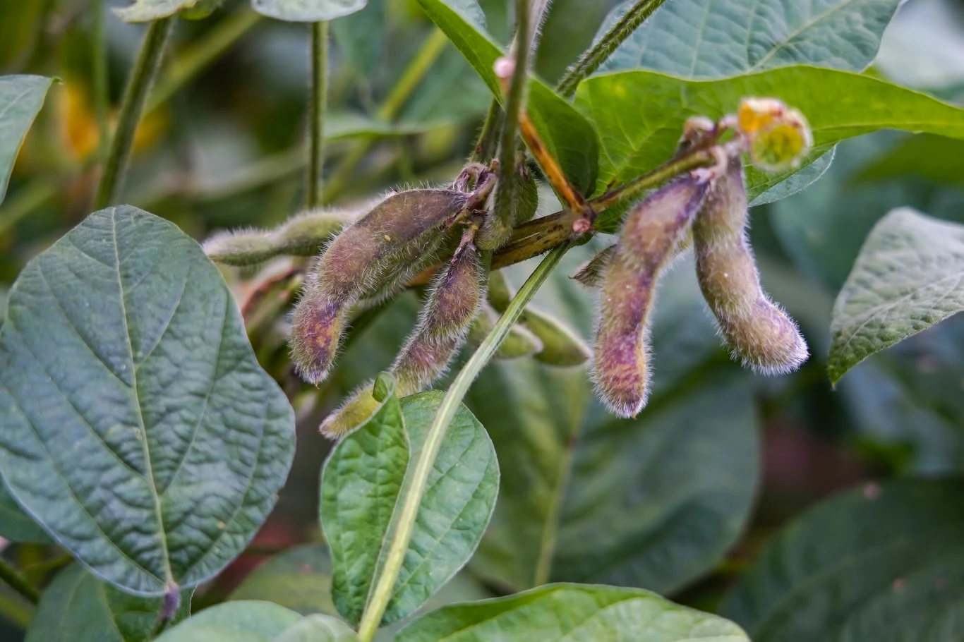 Fasola ma stosunkowo niski ślad węglowy 