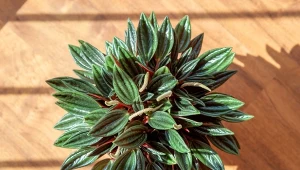 Jak uprawiać peperomię kędzierzawą 'Rosso'?