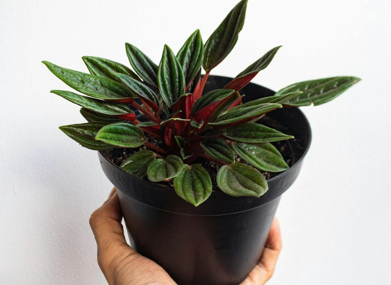 Ciemnozielona blaszka liścia peperomii 'Rosso' pięknie kontrastuje z jego bordowym spodem