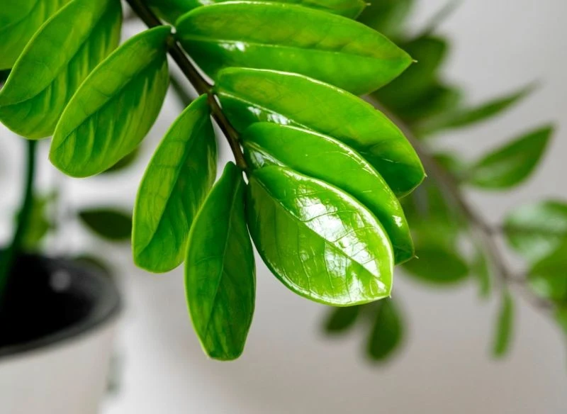 Zamiokulkas lubi być oszczędnie podlewany i nawożony