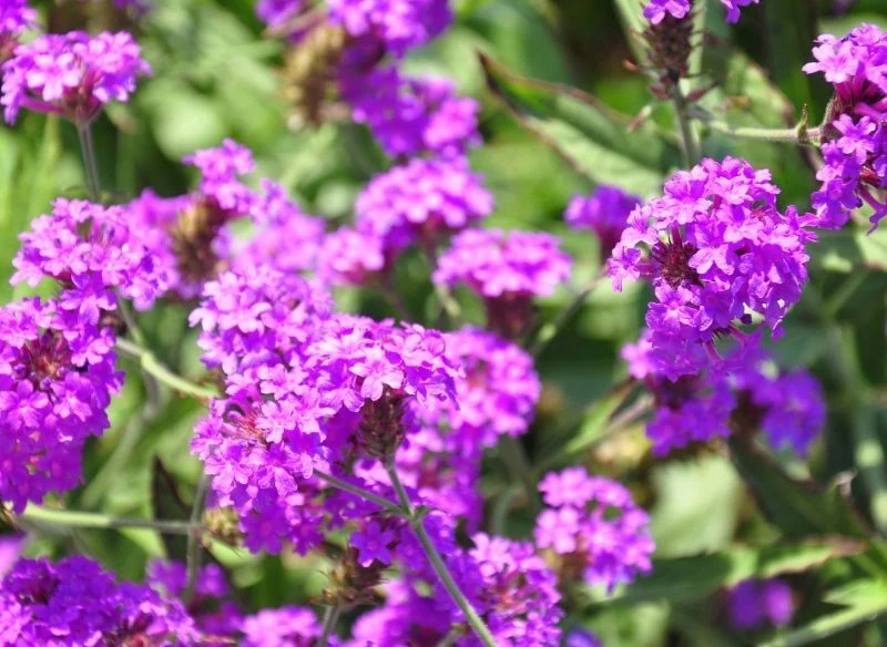 Werbena żyłkowana nie wymaga troskliwej opieki