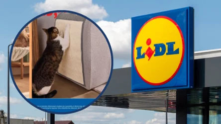 Masz dość podrapanych mebli? Lidl ma rozwiązanie