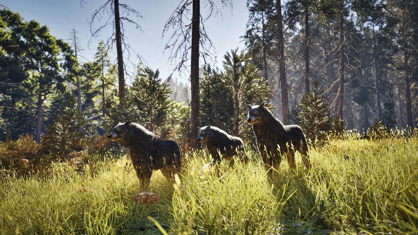 Trzy wilki stojące na polanie w gęstym lesie, wśród wysokiej trawy i drzew, promienie słoneczne przebijające się przez gałęzie.