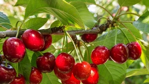 Przycinasz wiśnie zimą, pamiętaj o jednym. Zbierzesz dorodne owoce