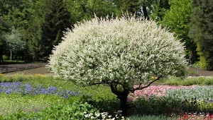 Wierzba całolistna ‘Hakuro-nishiki’ jest jednym z najpiękniejszych gatunków ozdobnych tego drzewa.