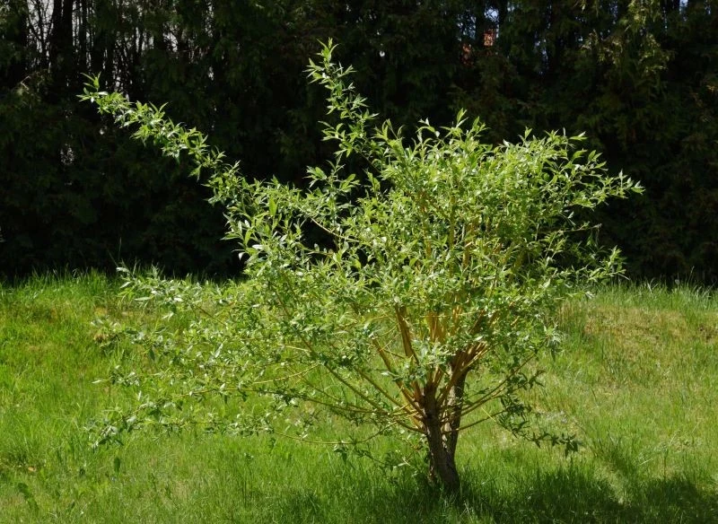 Miniaturowe wierzby sprawdzą się również w małych ogrodach